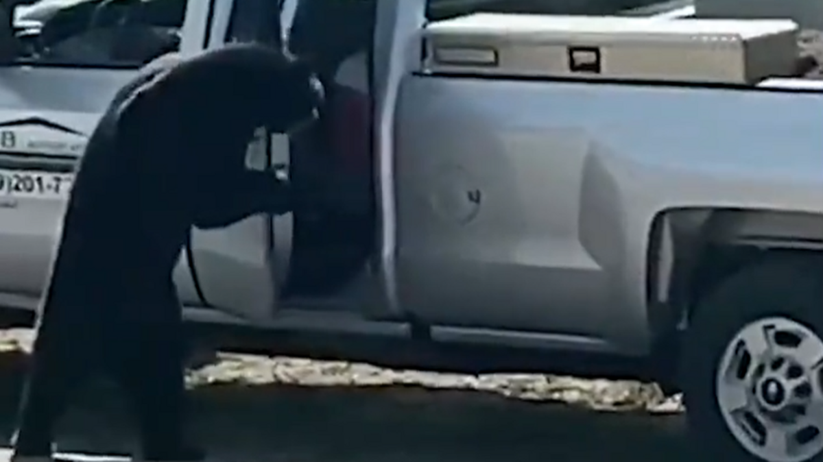 See bear open door, climb into truck and snatch cooler in CO
